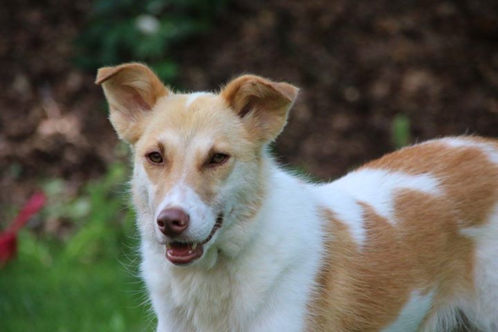 Bezaubernde Lotta sucht Mensch mit Hund Tierschutzverein